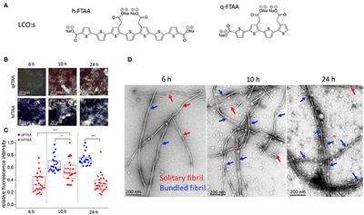 Nanoscale Structure and Spectroscopic Probing of Aβ1-40 Fibril Bundle Formation